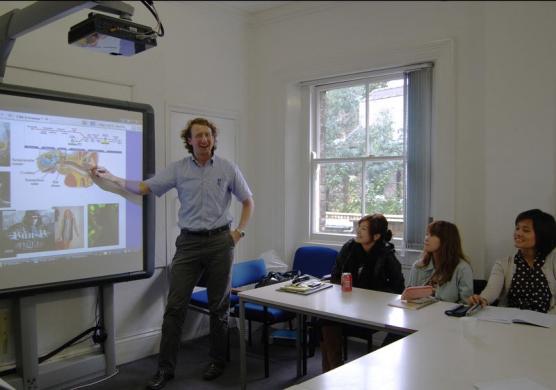 Language Studies International London Hampstead 語言學習